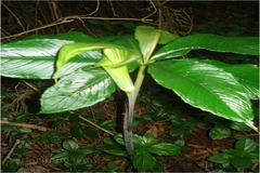 Arisaema tortuosum